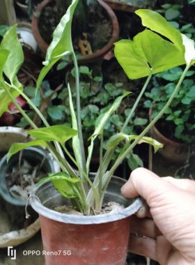 带盆栽好合果芋水培土种合果芋盆栽四季常绿色盆景白蝴蝶绿精灵室