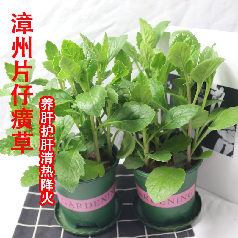 漳州片仔癀草苗养生植物盆栽可食用榨汁煮汤白凤菜多年生泡茶饮品