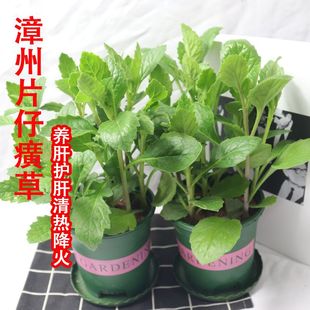 漳州片仔癀草苗养生植物盆栽可食用榨汁煮汤白凤菜多年生泡茶饮品