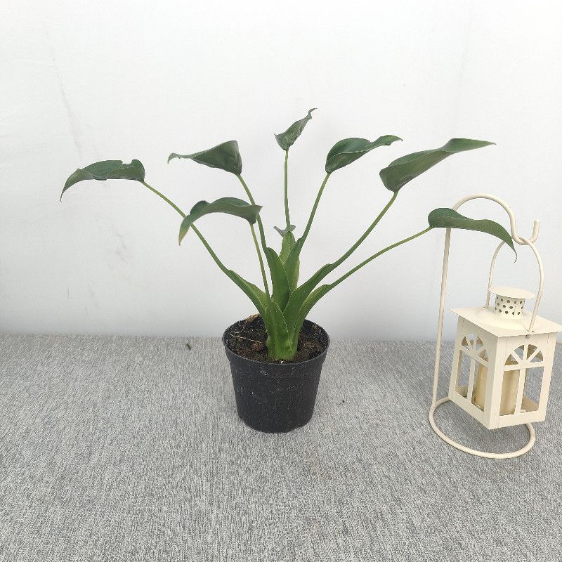 水培植物托尼舞者室内客厅办公室桌面绿植盆栽花卉好养活滴水观音