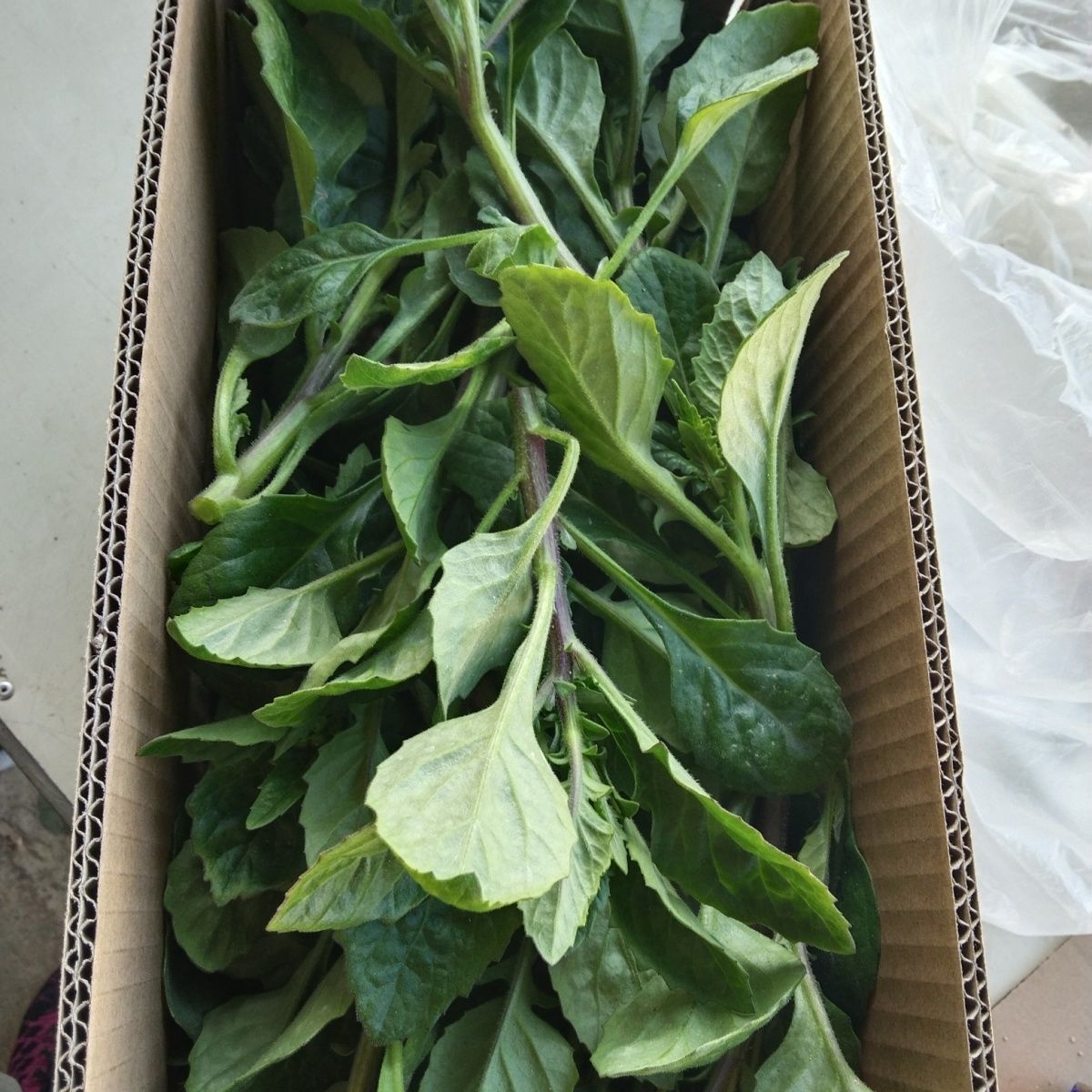漳州新鲜草苗片仔癀盆栽可食用药用食用绿植榨汁嫩叶阳台植物好养