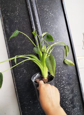 新品种网红植物(千手观音)抓钱的手新鲜特别可爱树型有意境室内