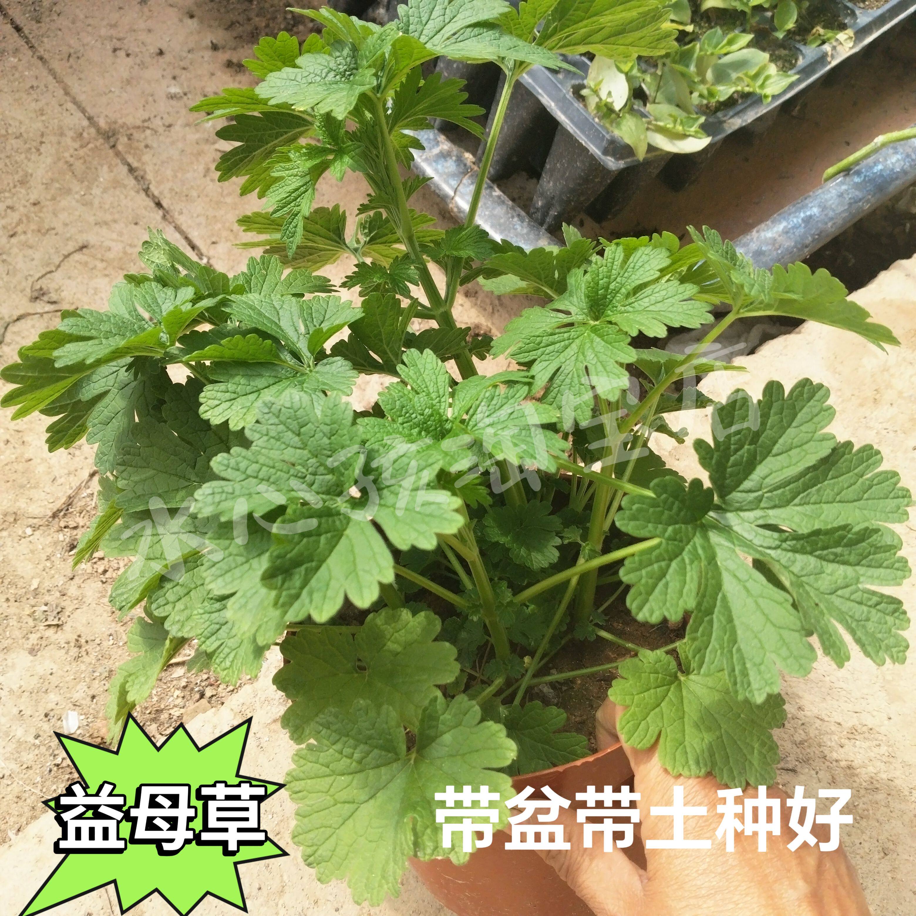 新鲜益母草野生月子草盆栽植物阳台庭院坤草观赏食用庭院楼顶菜园