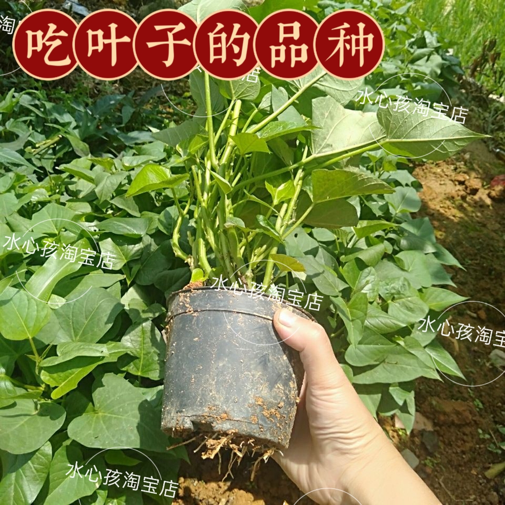 带盆栽好发货食叶型地瓜叶台农福薯地瓜藤苗庭院菜园带根土红薯苗