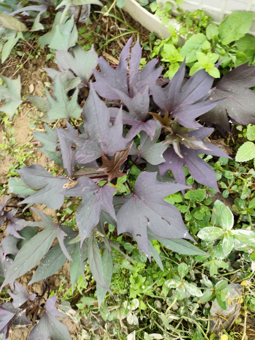 紫色地瓜叶盆栽紫色红薯苗阳台绿植番薯叶苗庭院菜地种植红皮白心
