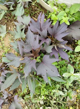 紫色地瓜叶盆栽紫色红薯苗阳台绿植番薯叶苗庭院菜地种植红皮白心