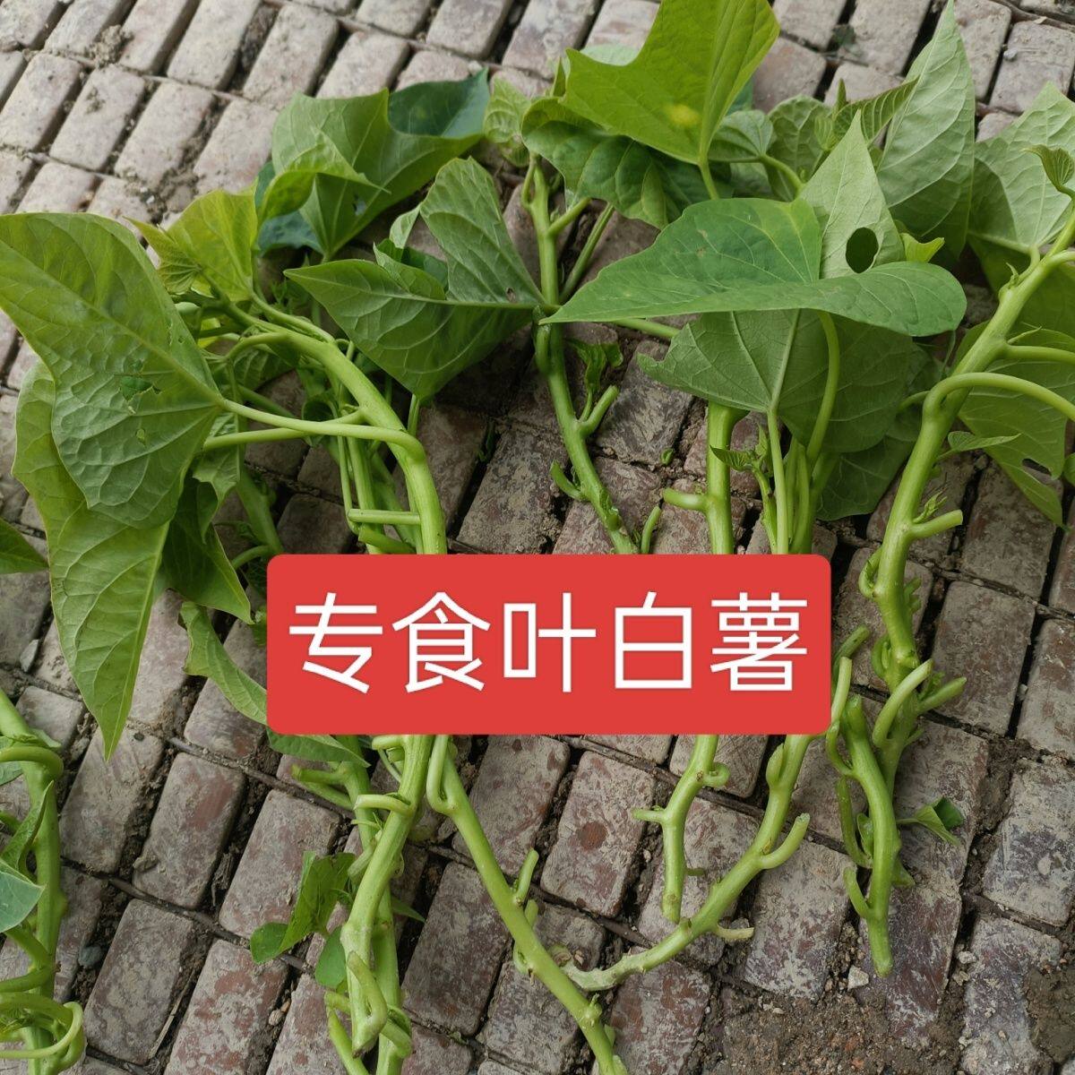 小叶鱼尾草苗盆栽阳台庭院种植四季耐热耐寒植物花卉盆栽番薯叶