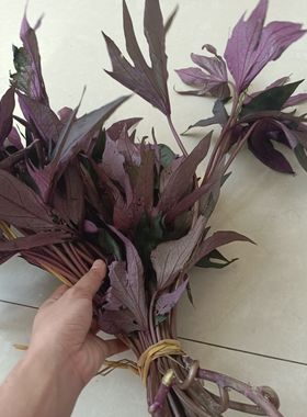 贵州特产紫色地瓜叶新鲜现摘野生食用农家野菜烧烤调味料饭店特色