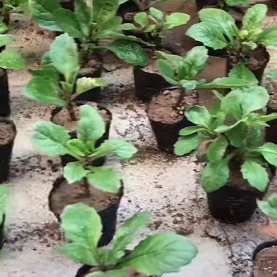 漳州片仔癀草红薯叶新鲜现摘现发农家自种天然美味健康可食用凉拌