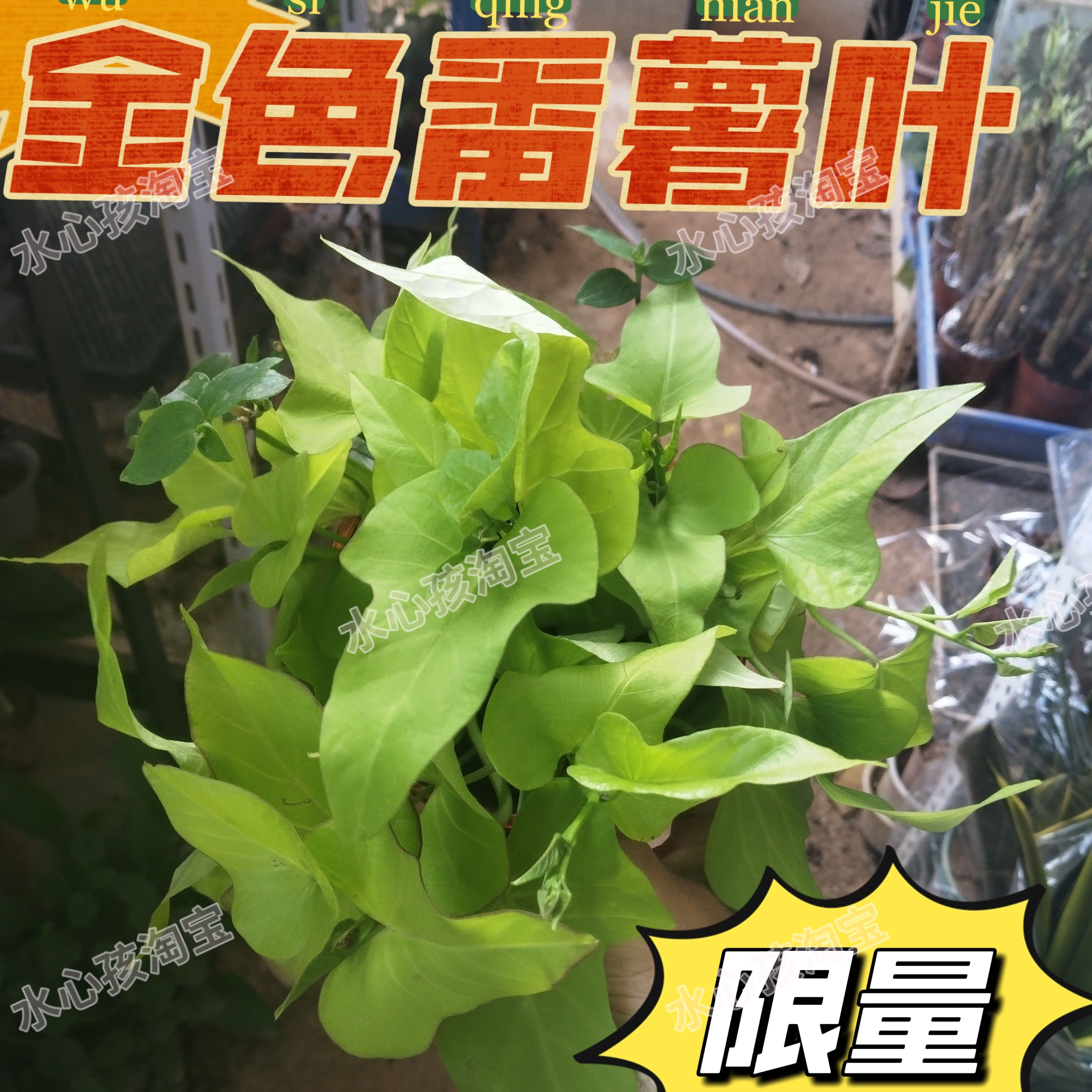 番薯叶盆栽水培植物室内客厅办公室桌面四季好养绿植金色地瓜叶