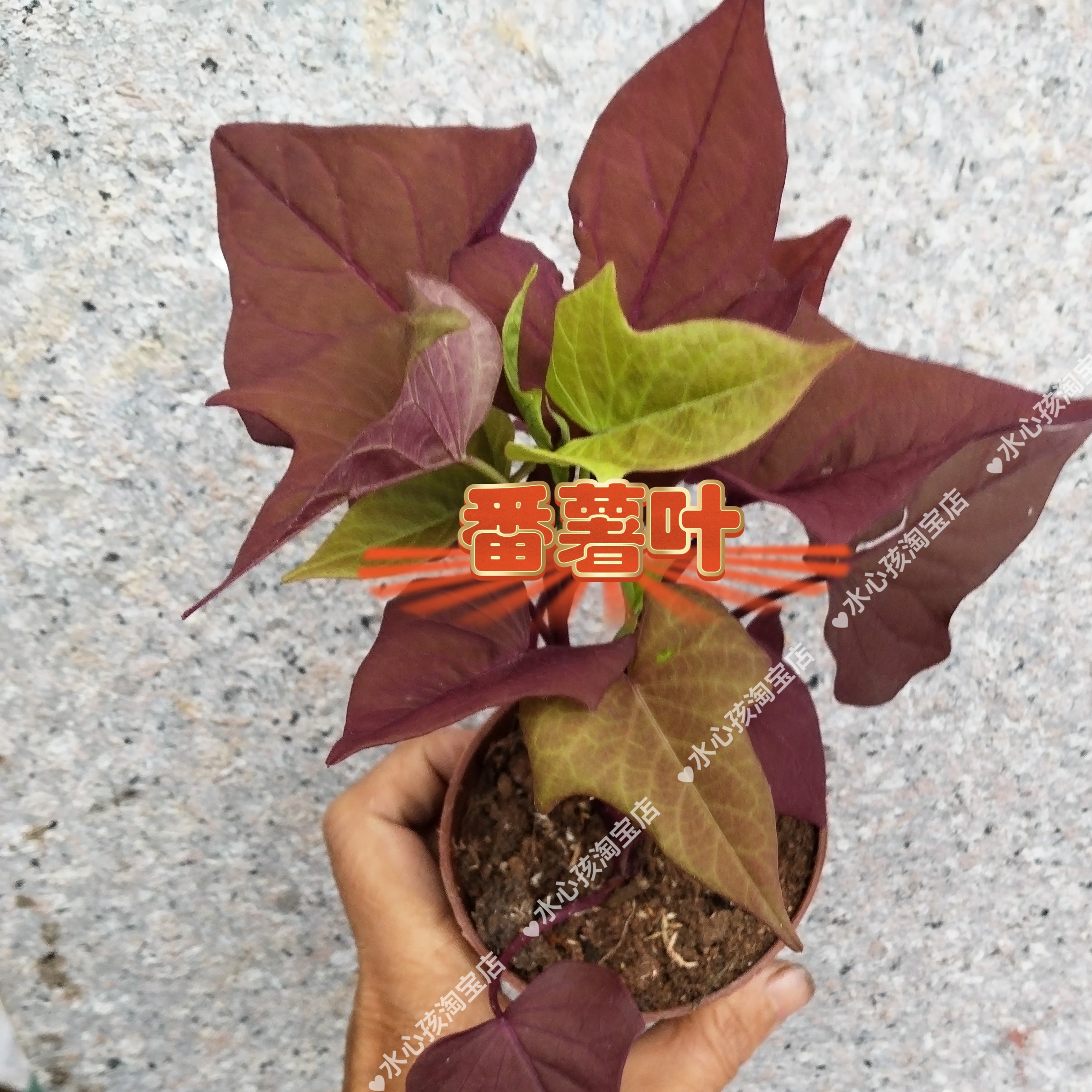 紫叶红薯苗地瓜苗红薯叶种观赏番薯叶子新鲜食用别墅阳台好养造景
