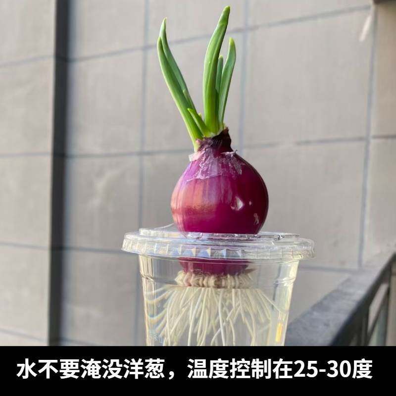 水培土培洋葱盆栽绿植幼儿园观察植物角生长过程日记带到学校蔬菜