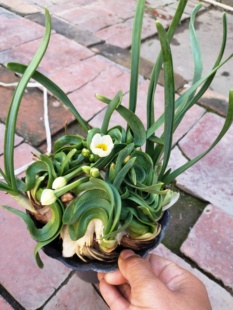 漳州水仙花种球盆栽水养带花苞造型成品年宵修业矮化二次雕刻水仙