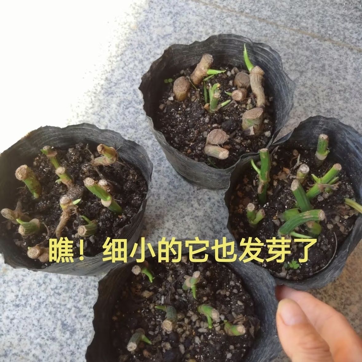 大叶绿萝【十颗插条】包邮柱养爬藤垂盆绿萝苗圆你一个DIY 盆景梦