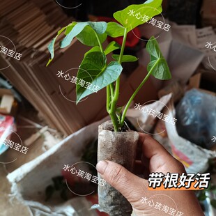 带杯苗红薯叶菜苗一杯一坑番薯叶阳台盆栽屋顶绿植地瓜叶苗食叶型