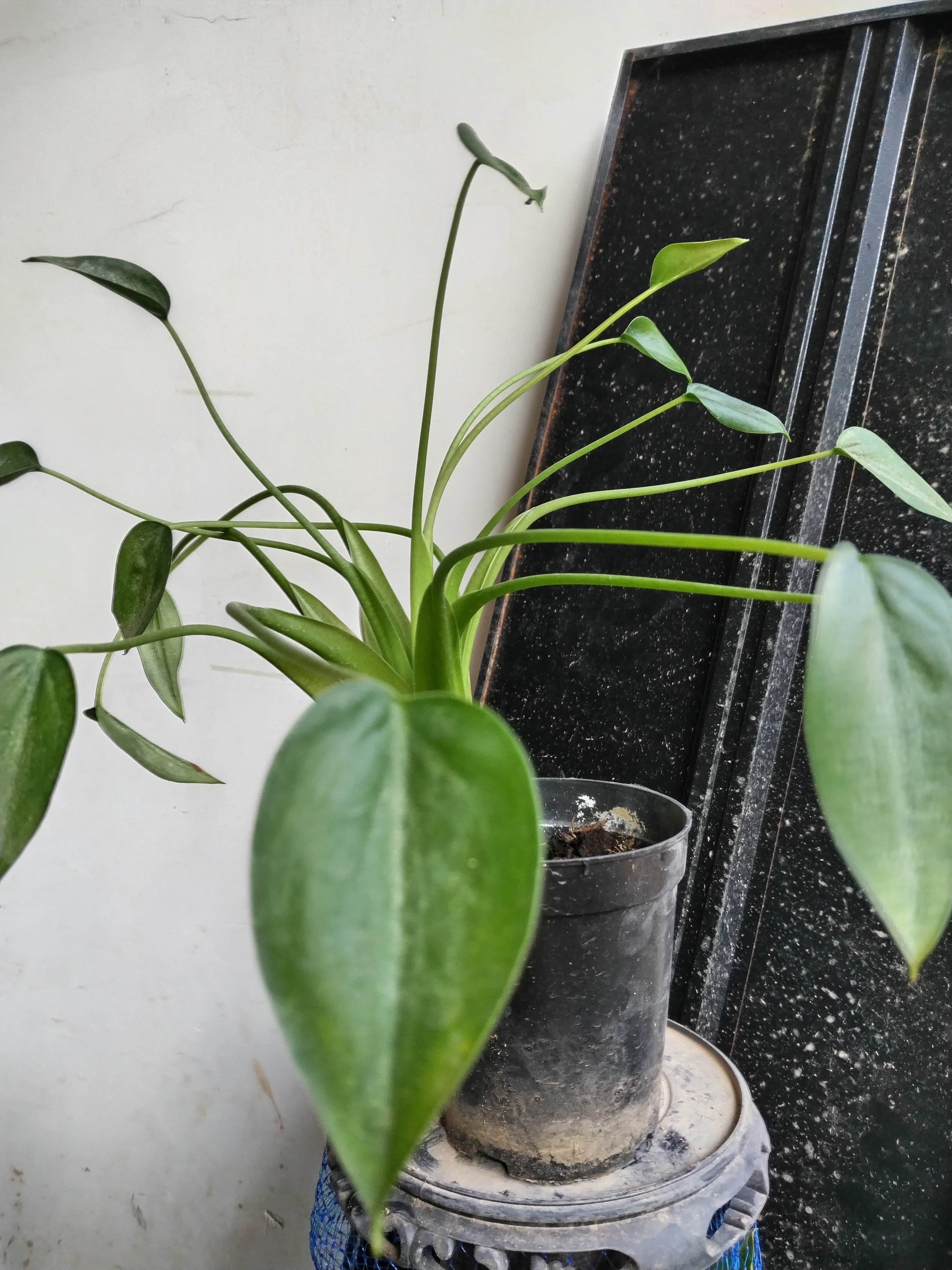 绿萝盆栽室内客厅办公室桌面四季常青植物花卉绿植好养活千手观音