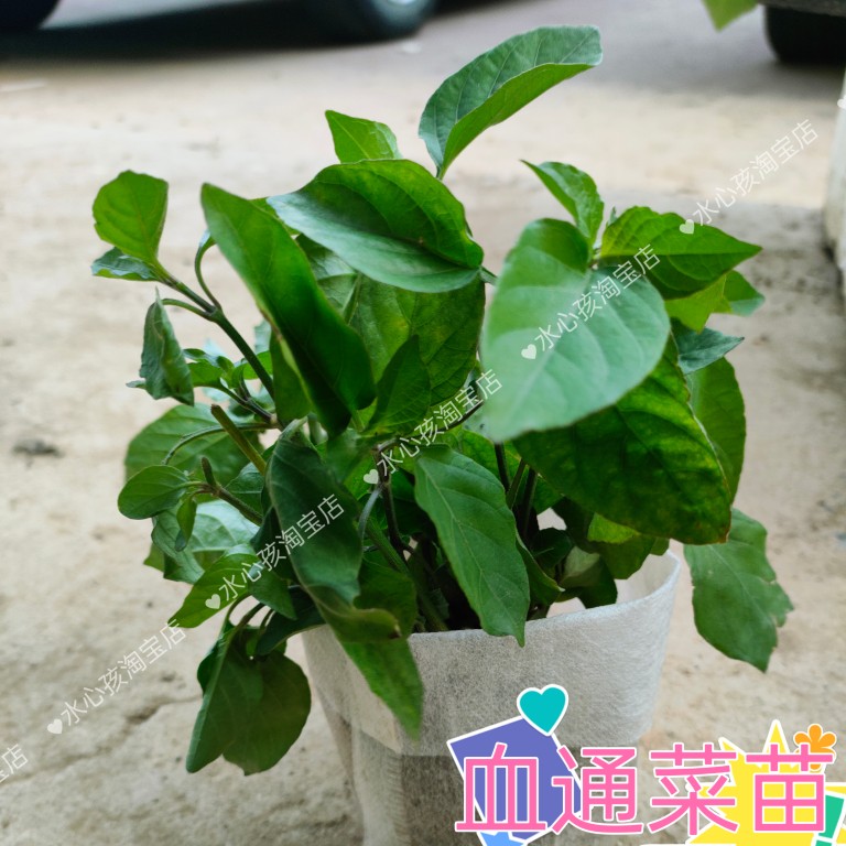 海南野菜蔬菜无公害绿色有机阳台血通菜富硒种苗盆栽十万错盆栽苗