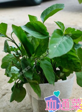 海南野菜蔬菜无公害绿色有机阳台血通菜富硒种苗盆栽十万错盆栽苗