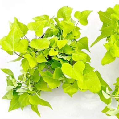 带根发货专吃叶子红薯苗地瓜苗红薯叶种18号番薯叶子新鲜食用