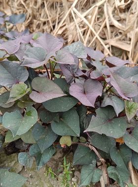 地瓜叶紫色扦插枝条15棵阳台种植庭院别墅门前菜地养番薯叶红薯