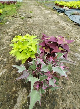 金叶番薯盆栽带根带叶地瓜苗盆栽阳台庭院绿植盆栽公园红色番薯叶