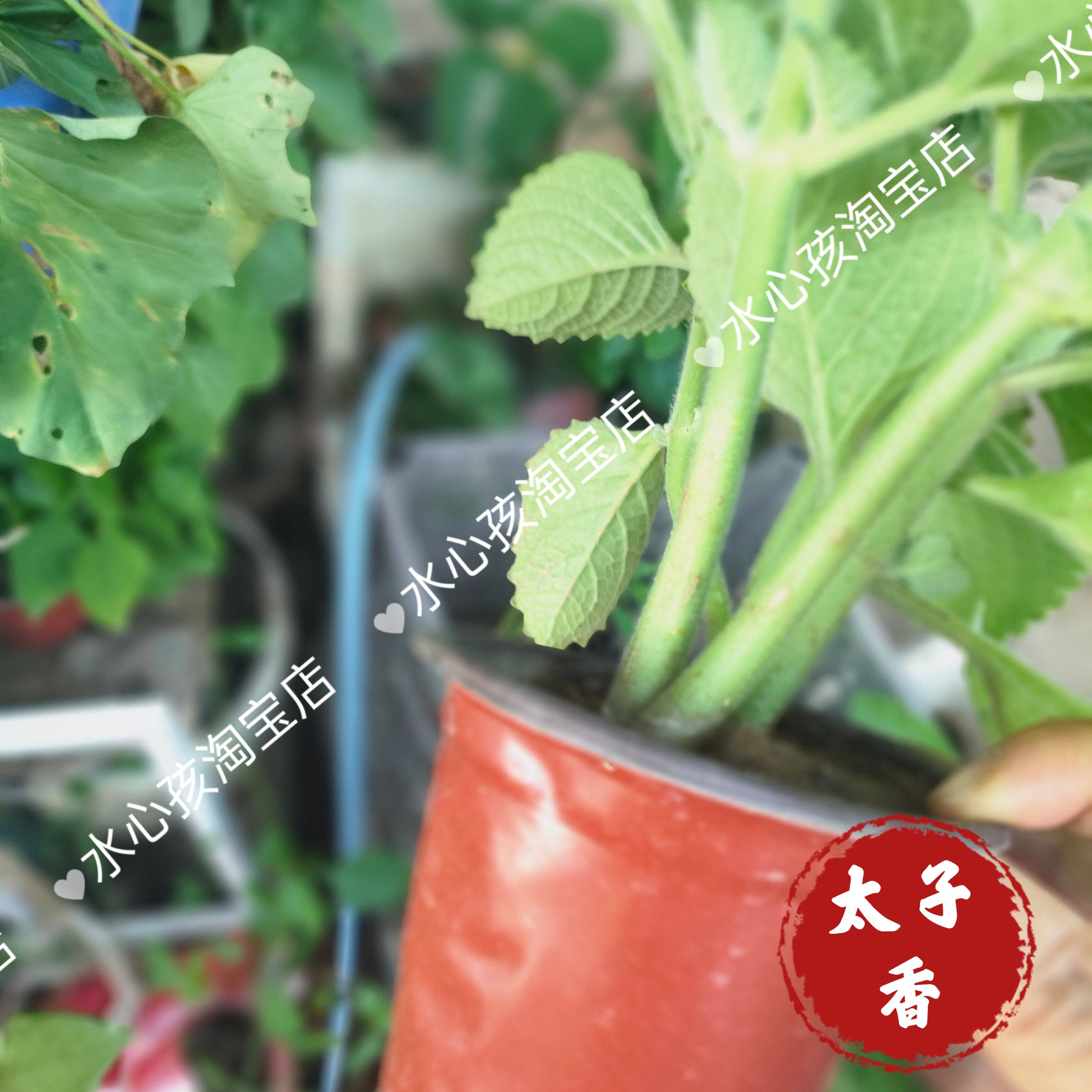 一份3棵 到手香苗 左手香苗 一抹香苗 碰碰香苗 驱蚊带根原土发货