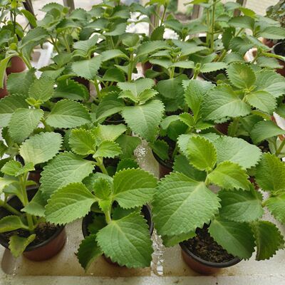 新鲜大叶左手香到手香野生驱蚊草香草香料碰碰香苗枝叶中草药材