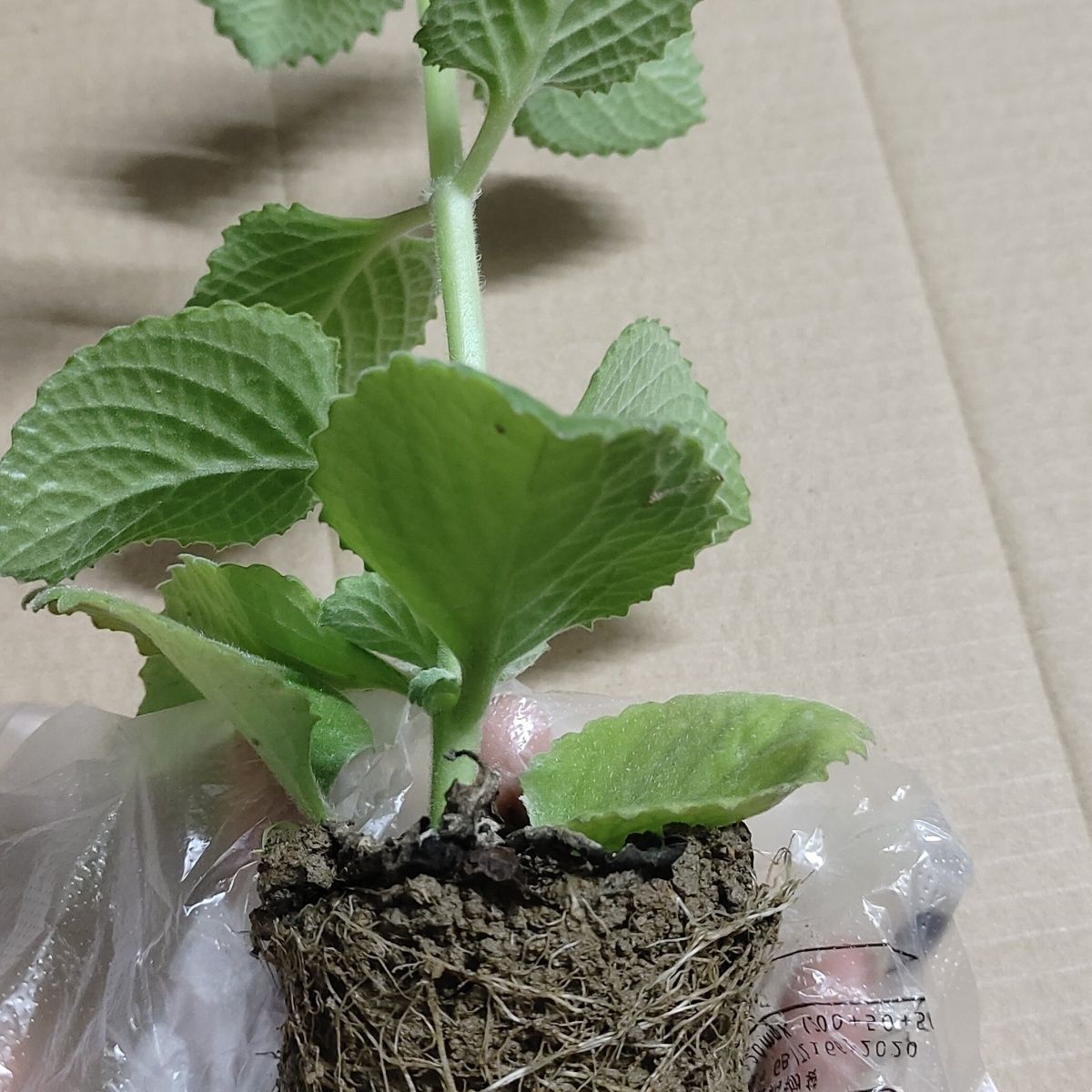 大叶左手香苗到手香苗可食用薄荷苗草碰碰香苗绿植盆栽太子香