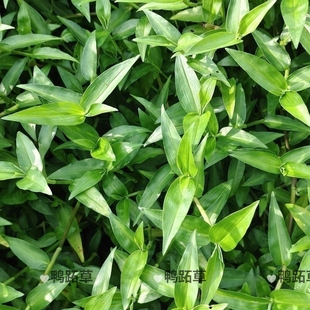 新鲜野生鸭跖草 大苞水竹叶 痰火草 围夹草草 青竹壳菜 青鸭跖草