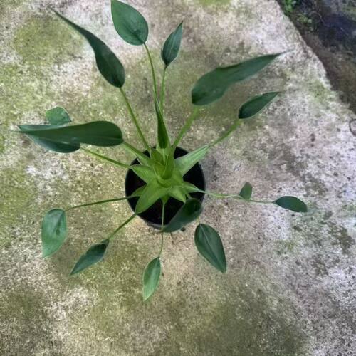 新品种好看小舞者千手观音海芋ins好养网红同款阳台热植盆栽霸王