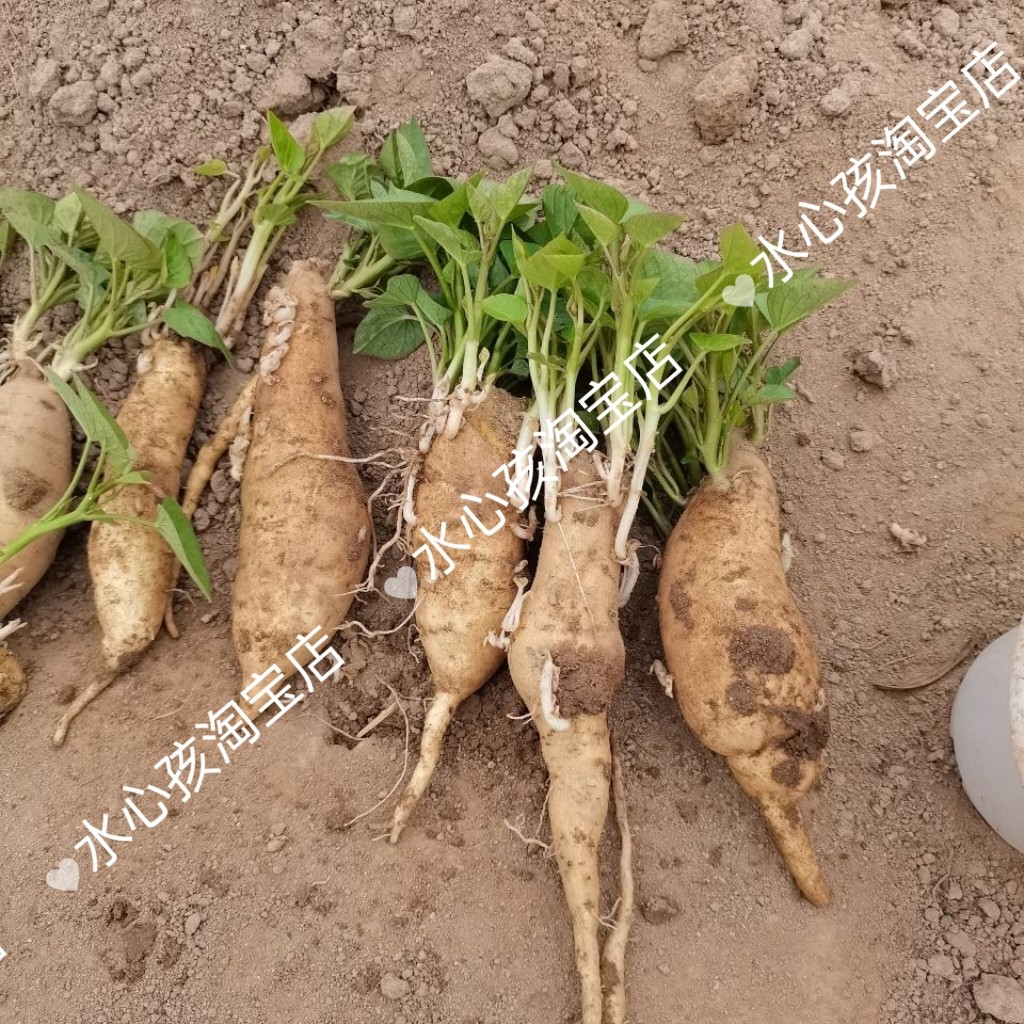 特惠食叶型红薯苗福薯18号种多分叉蔬菜皇后阳台盆栽庭院种植屋顶