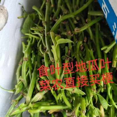 菜农地瓜叶梗红薯苗阳台盆栽植物庭院菜地甘薯藤