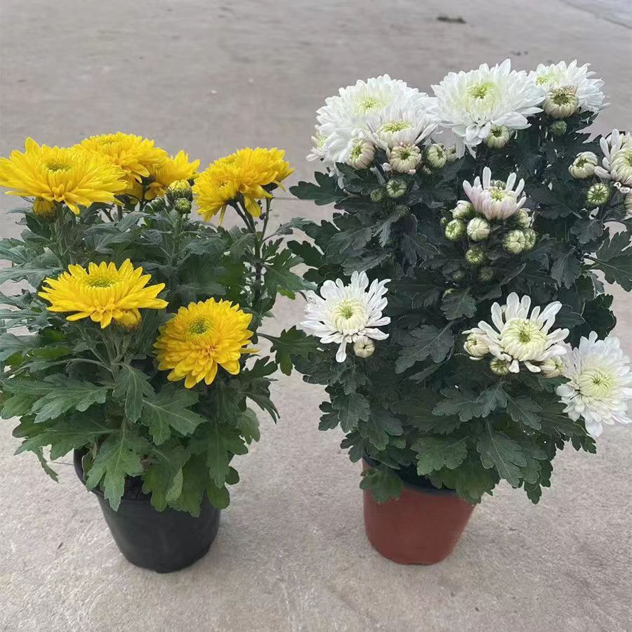 【带花苞】菊花盆栽鲜花直发黄菊花白菊花盆栽耐寒耐热清明节拜拜