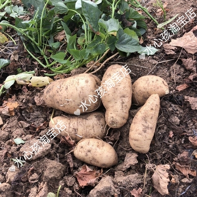 露天种植番薯菜食叶型红薯苗地瓜叶新鲜蔬菜红苕尖苗种500g