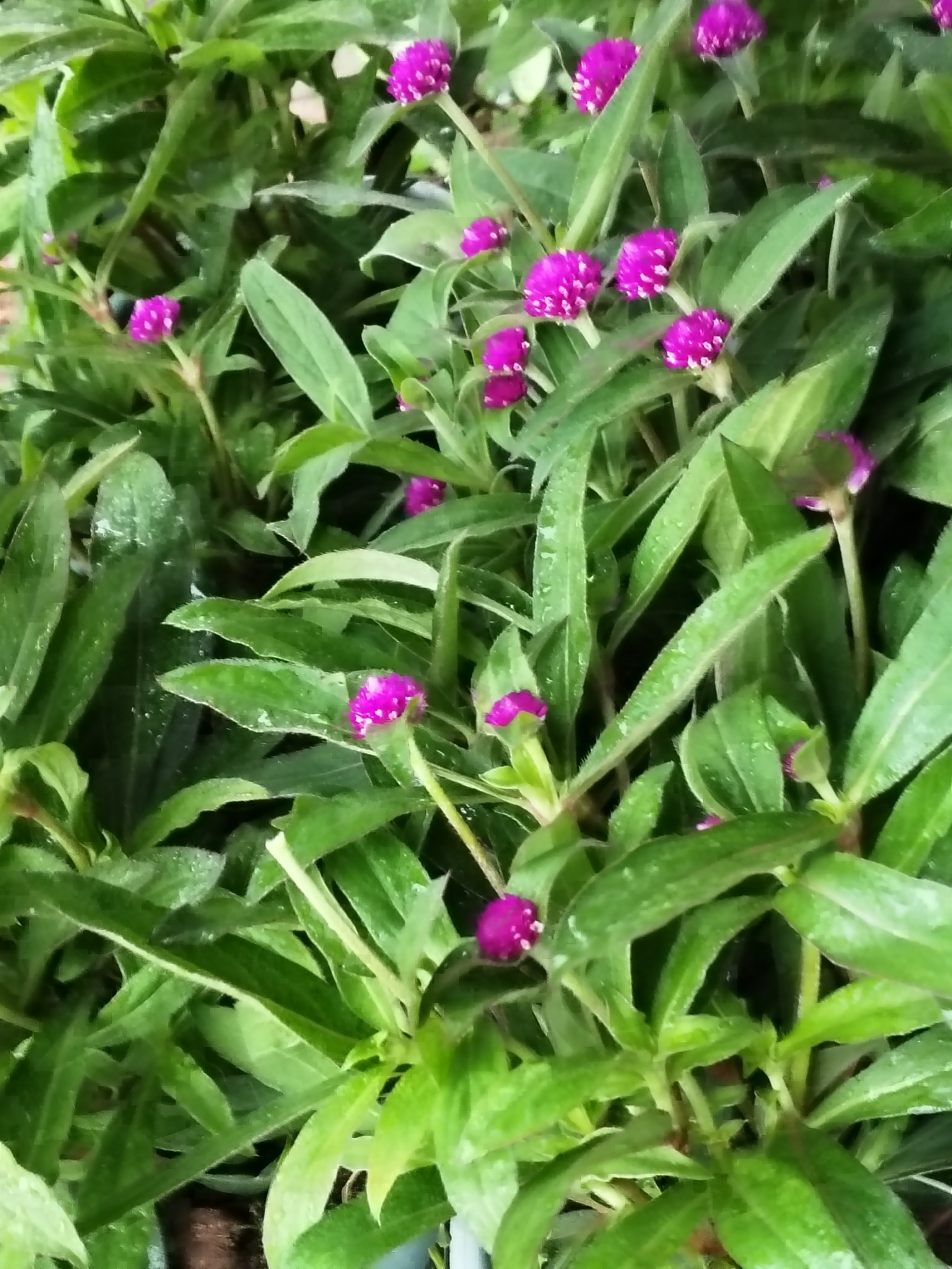 石竹花苗高杆重瓣多年生开花草坪盆栽庭院耐寒耐旱千日红紫色阳台