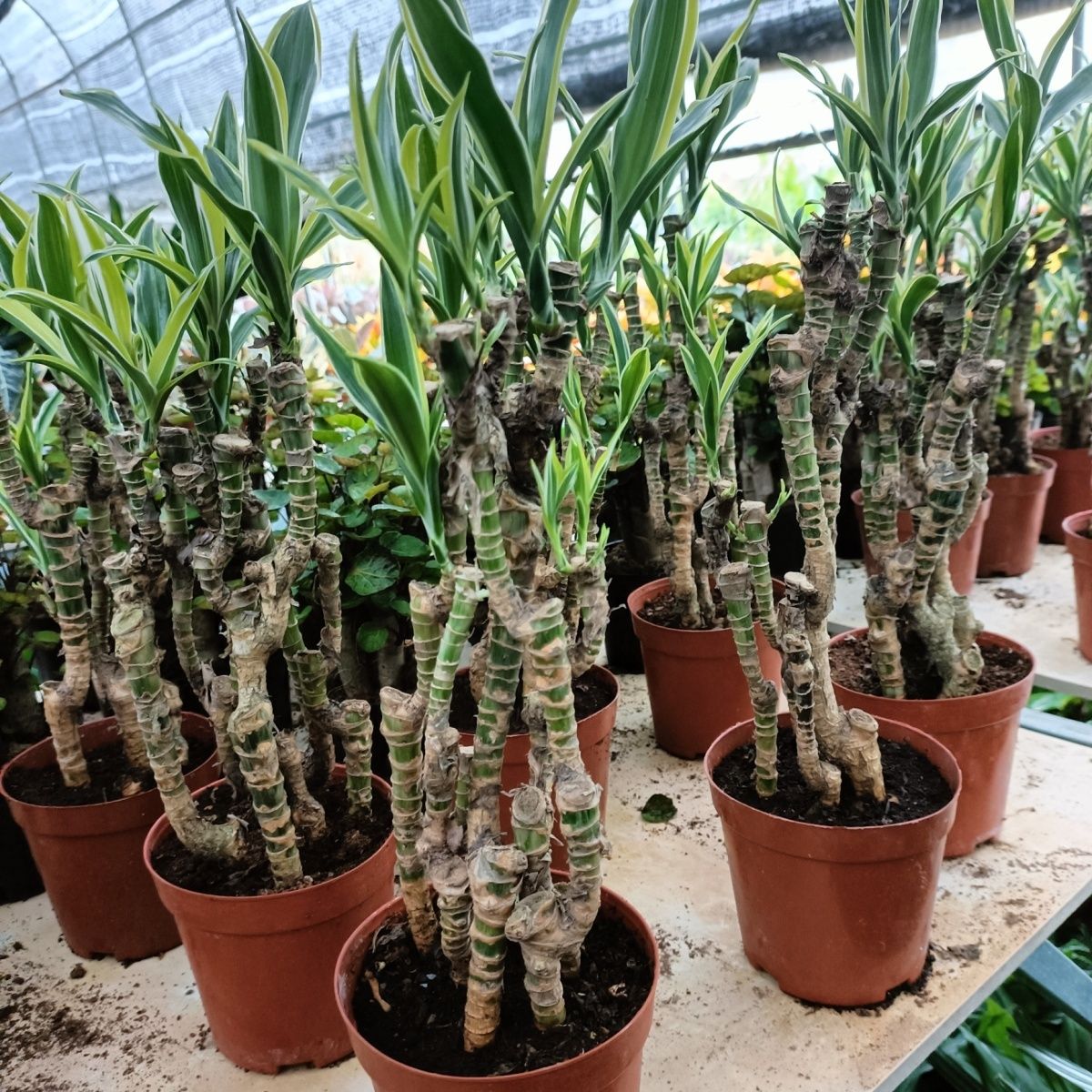 巴西美人杆盆栽室内绿植美人桩观茎观叶植物造型复古园艺盆景好养