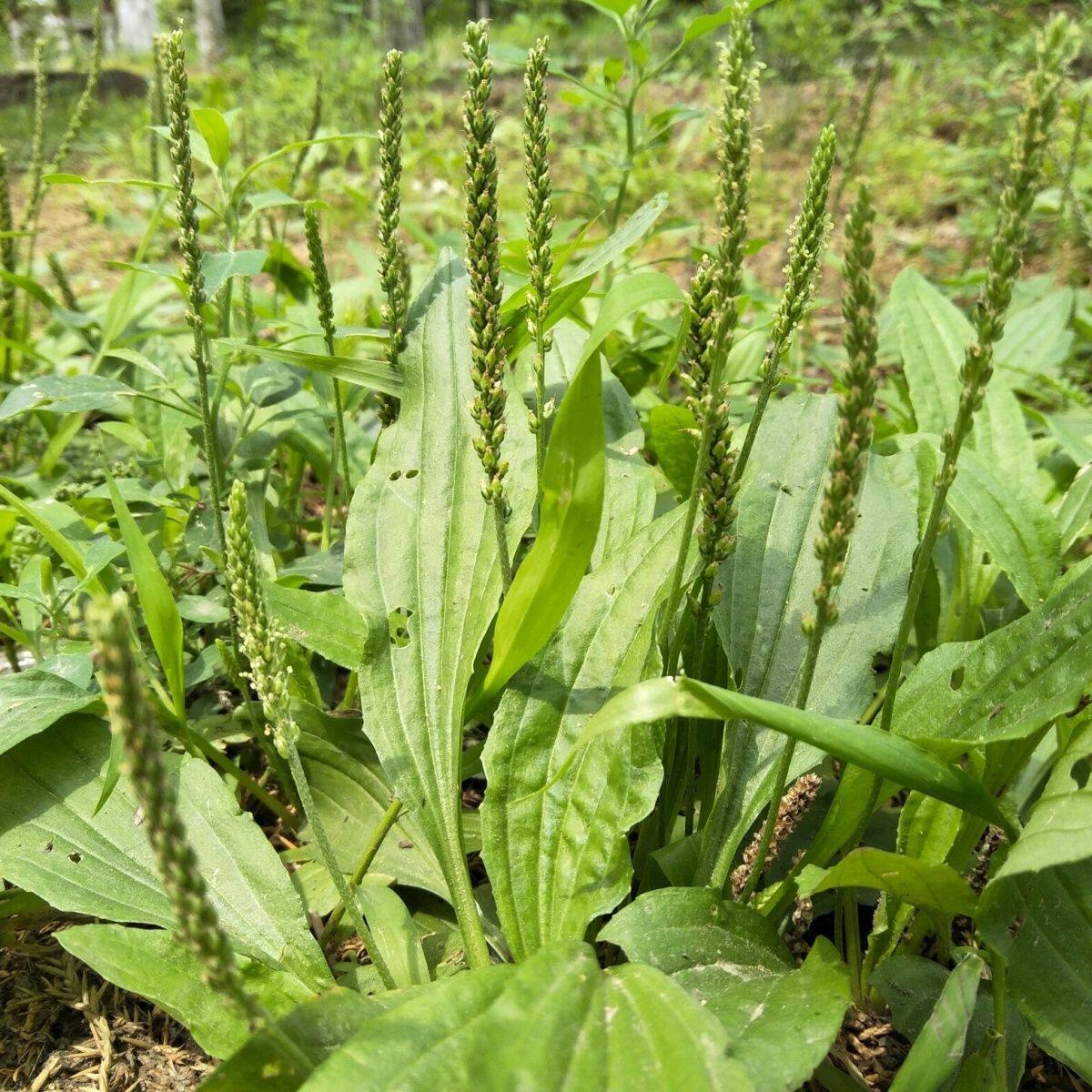 车前草盆栽食用野菜中药材车前子绿植春秋农家菜园阳台盆栽蔬菜