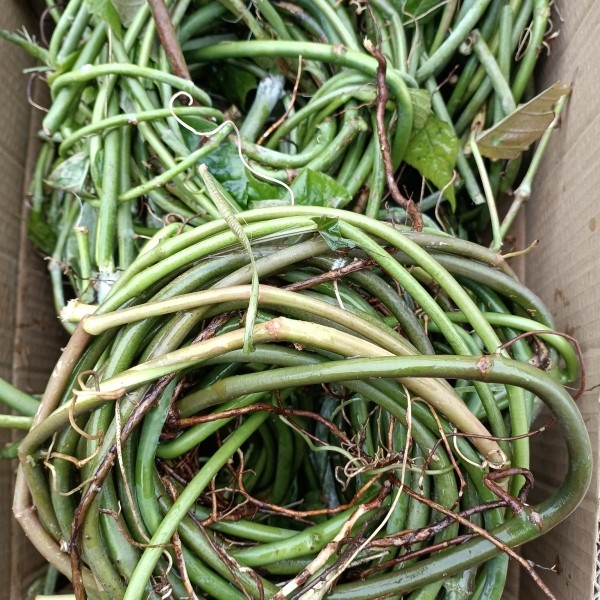 新鲜白粉藤 独脚乌桕 夜牵牛 青龙铁打 山葫芦藤草药发纯藤纯天然