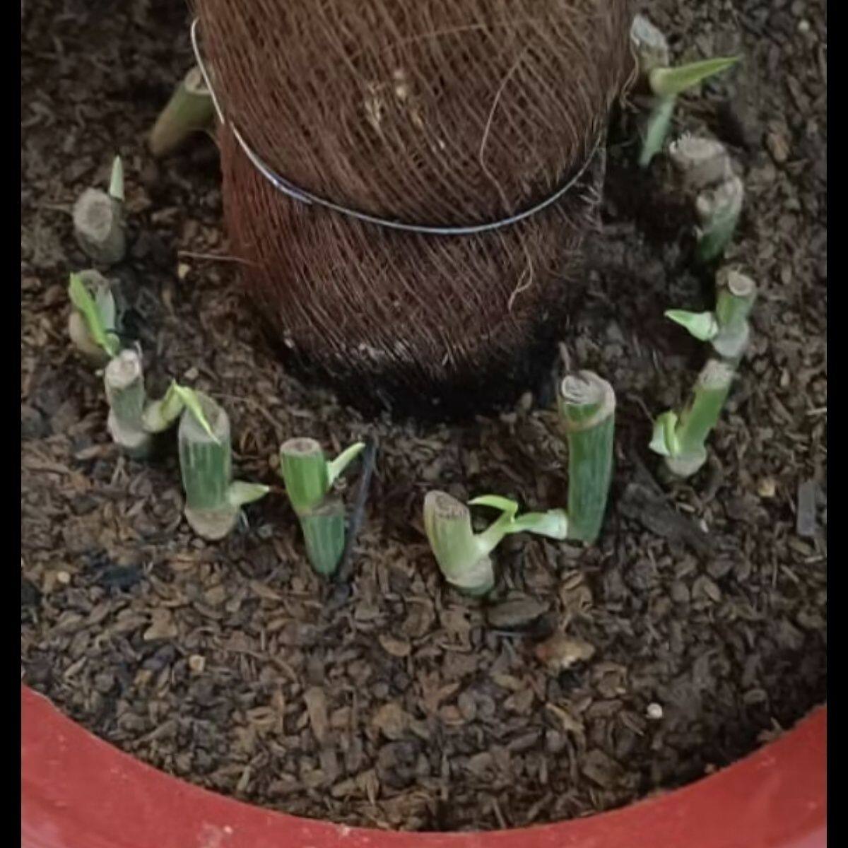带芽绿萝大叶绿萝柱新房家居绿植四季盆栽庭院种植客厅办公室花店