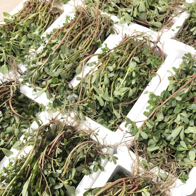 马齿苋种子农家野生长寿菜补血菜蚂蚱菜阳台盆栽食用春秋野菜种籽