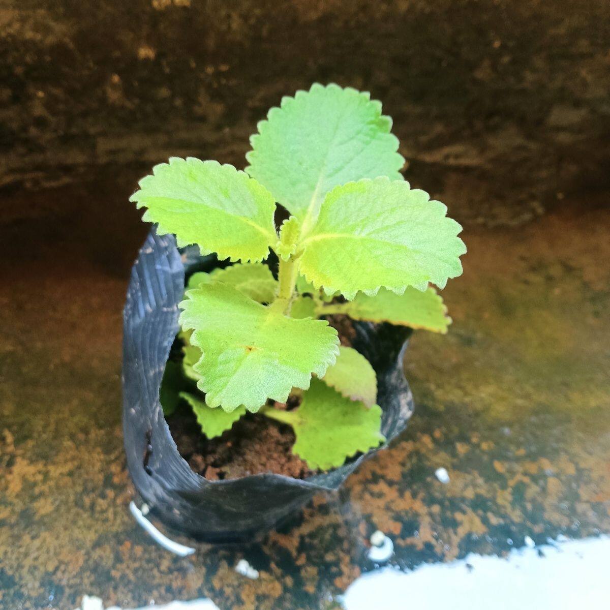 带盆带土柠檬猫薄荷盆栽白花猫薄荷苗食用香草植物芳香绿植太子香