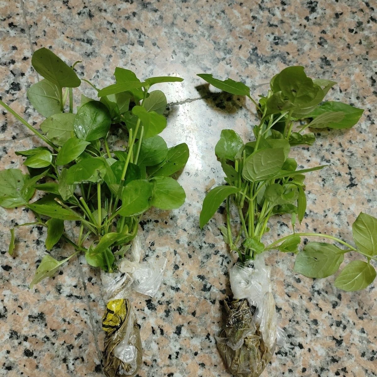 150棵带根土血通菜十万错酒店特色养生野菜贵族庭院阳台盆栽菜地
