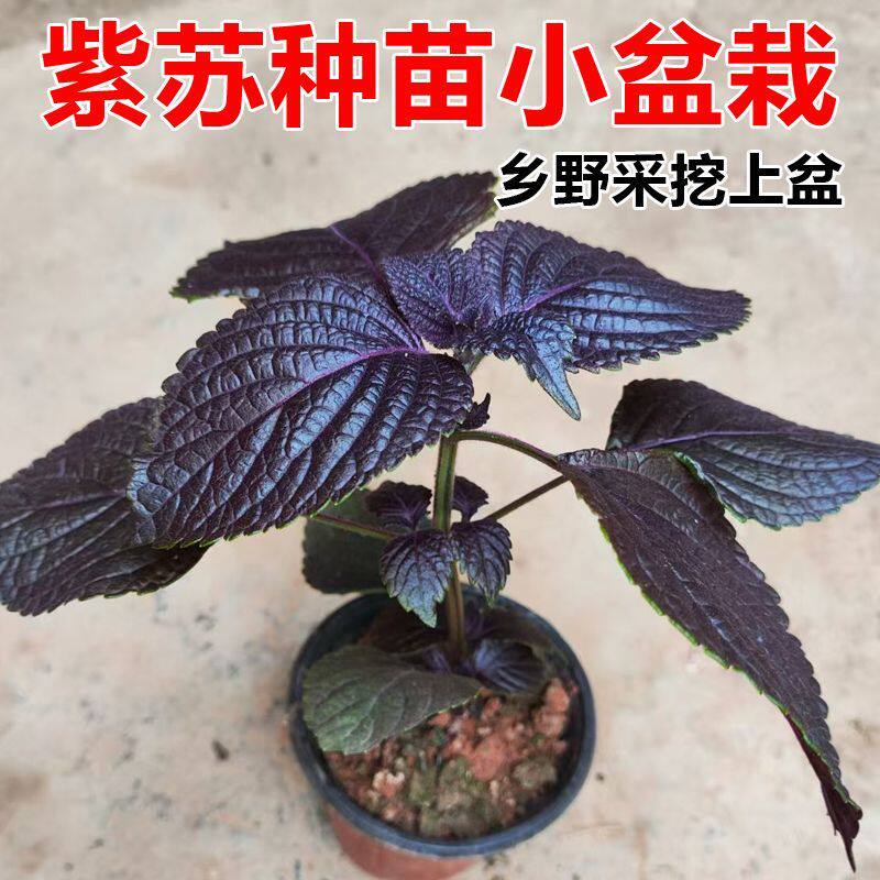 正宗紫苏种苗可食用新鲜紫苏叶香料紫苏子叶新鲜可食用叶子药材苗