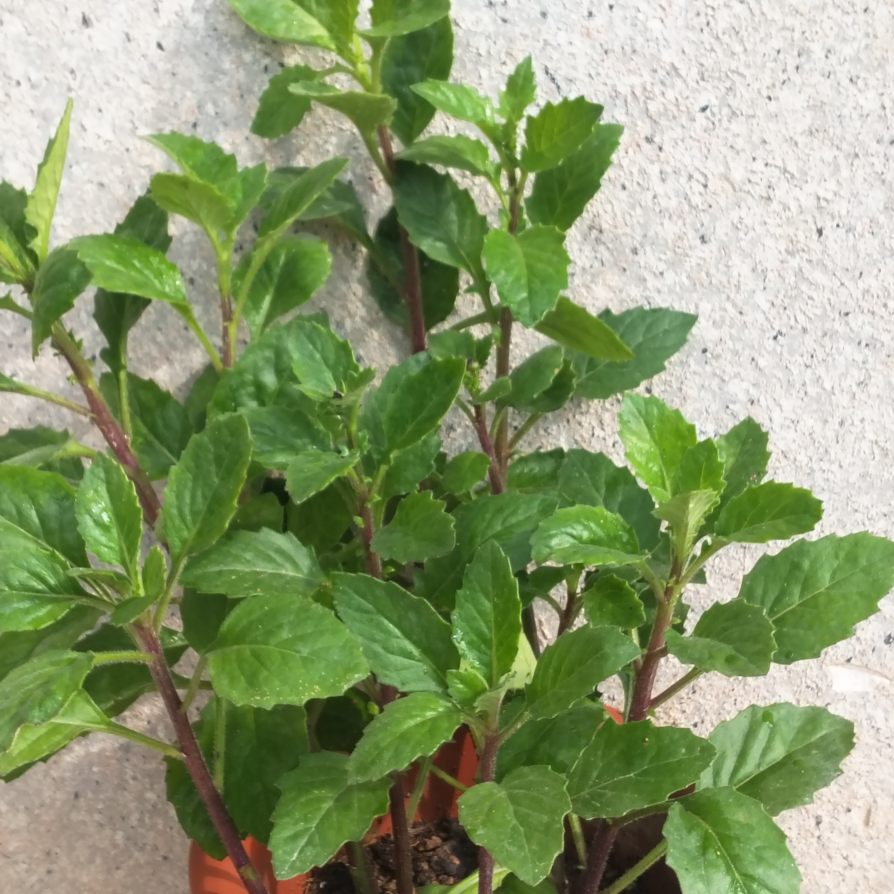 50棵装片仔癀草可榨汁炖汤四季可阳台卧室盆栽绿植蔬菜别墅公园