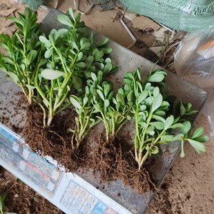 马齿苋阔叶白花绿茎菜用猪母菜凉拌菜阳台盆栽庭院种植屋顶盆栽苗