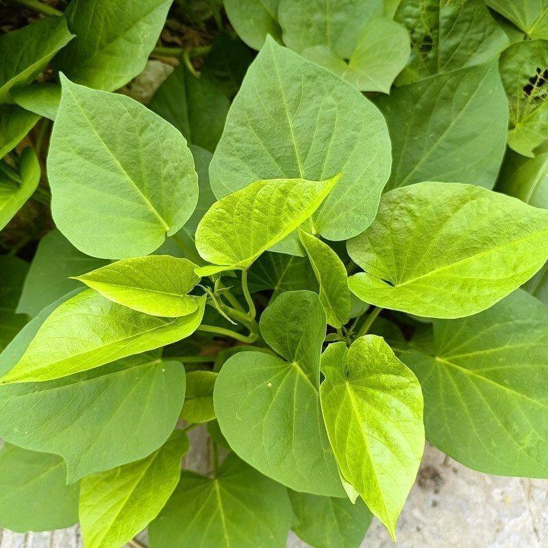地瓜叶苗红薯叶苗番薯叶红薯秧苗新鲜老茎吃叶秧苗黄色品种庭院