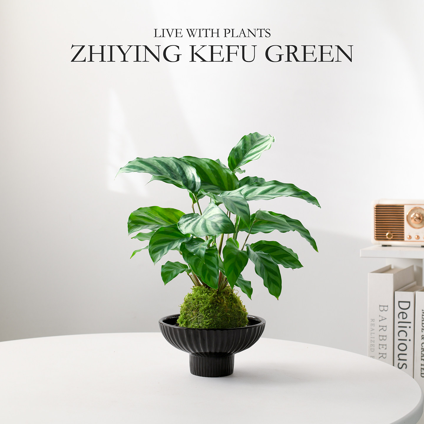 翠叶竹芋苔藓球水培植物客厅办公室内桌面盆栽工位好养绿植伴手礼