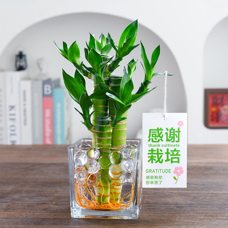 4支文昌竹室内水培植物招财转运