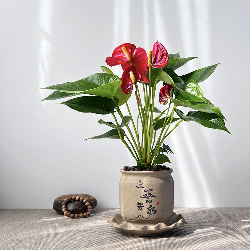 红掌盆栽新中式盆景一帆风顺年宵花书房茶桌植物室内绿植四季开花