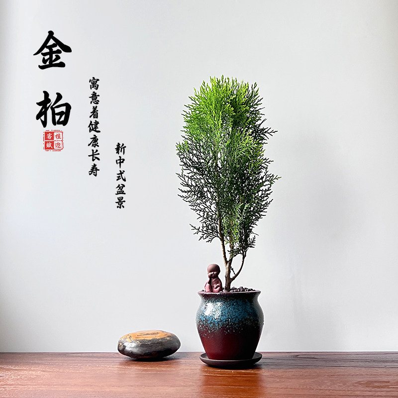 洒金柏清雅书房茶桌办公室禅意庭院室内绿植盆栽客厅老桩盆景摆件
